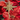 Glitter Star Ornament